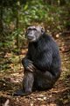 12 Oeganda, Kibale Forest, chimpansee